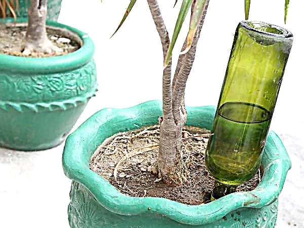 Irigasi tetes DIY untuk tanaman indoor