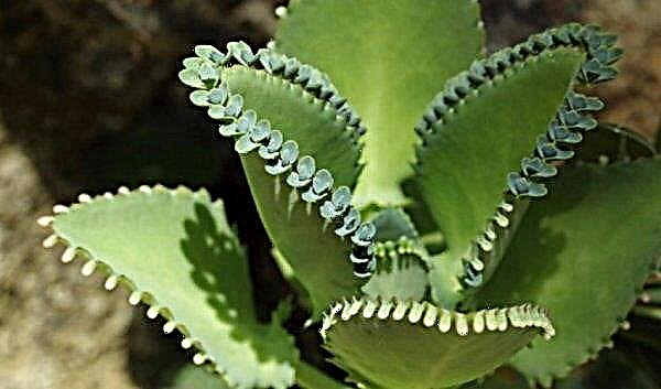 How and when to trim Kalanchoe at home: how to pinch after flowering, further care, photo