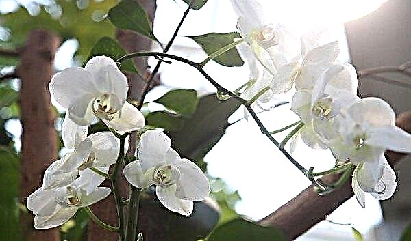 Како оплодити орхидеју код куће: најбољи прељеви, основна правила за гнојидбу
