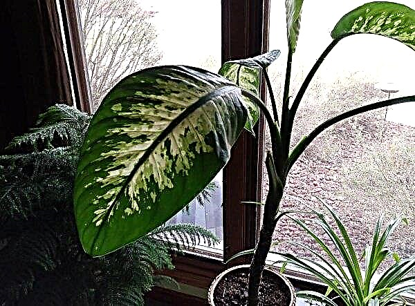 Dieffenbachia: benefits and harms to human health, is it possible to keep at home