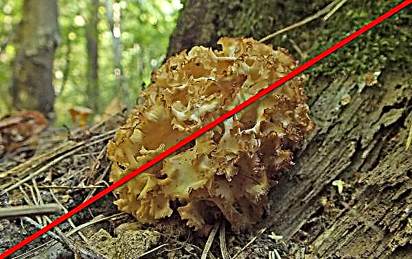 Mushroom-ram: photo and description, edible or not, medicinal properties