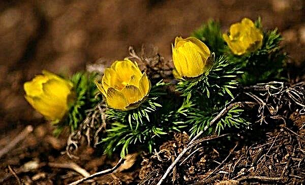 Adonis spring: photo and description of a herbaceous plant, planting, care and cultivation of an adonis flower in the open ground