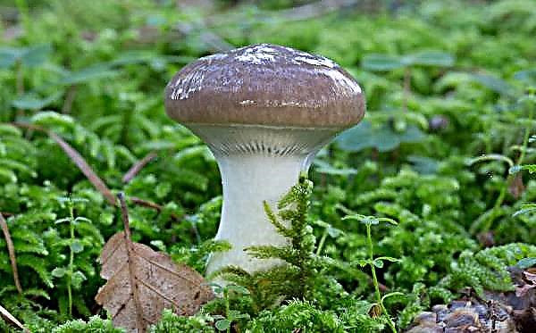 Soorten en variëteiten van eetbare paddenstoelen olieachtig: foto en beschrijving, olieachtige den, wit