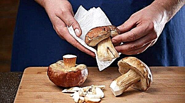 Cara membersihkan jamur porcini di rumah: proses setelah panen dan sebelum memasak, cara mencuci