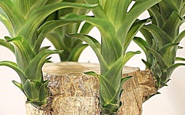 Comment tailler un yucca à la maison: caractéristiques de l'élagage et des soins ultérieurs, photos, vidéos