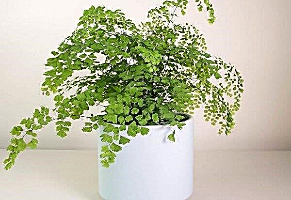 Fern Adiantum venereum rambut (tanaman indoor): perawatan di rumah, reproduksi, tanda-tanda dan takhayul