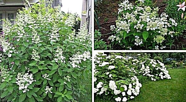 Panirana hidrangea Prim White (opis bele barve): opis in fotografija, značilnosti sajenja in nege sorte