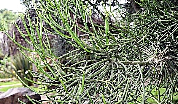 Euphorbia tirucalli: cuidado en el hogar, foto, reproducción