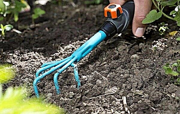 Comment cultiver l'épinette bleue à partir de graines à la maison, planter et cultiver à partir d'un cône