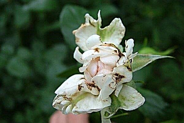Roses of Cordes: as melhores variedades com descrição e foto, características de cuidados