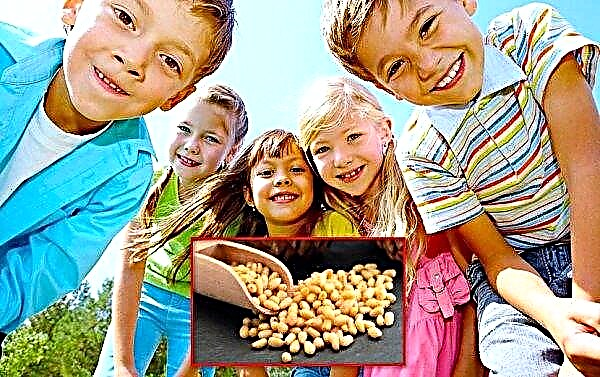 Pinhões para crianças: a partir de que idade a criança pode comer nozes, benefícios e possíveis danos