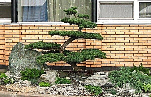 Hur man gör bonsai från vanlig tall med egna händer, hur man använder i landskapsdesign