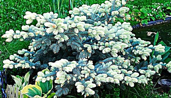Fichte Belobok (Picea pungens Bialobok): Beschreibung und Foto, Verwendung in der Landschaftsgestaltung, Baumabmessungen