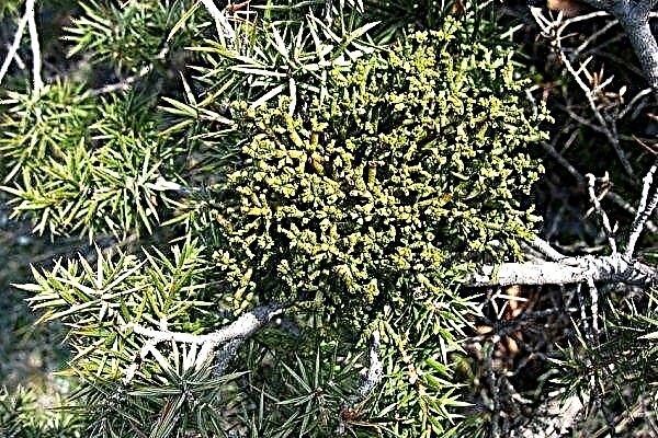Juniper diseases and their treatment with a photo of a diseased plant, pests and measures to combat them, how to get rid of aphids, white plaque, spider mites