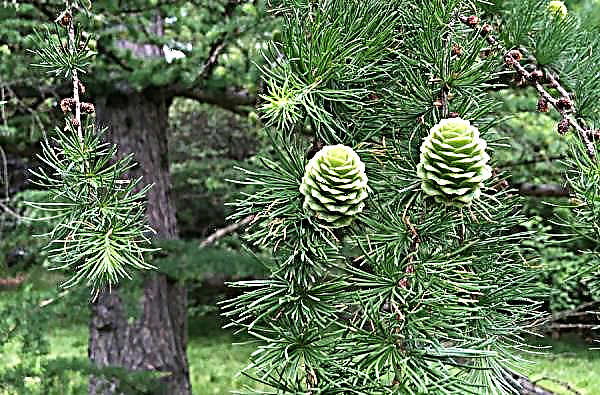 How larch propagates: in nature, propagation by cuttings and layering at home, how to root a twig