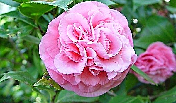 Japanese camellia (flower): home care, photo