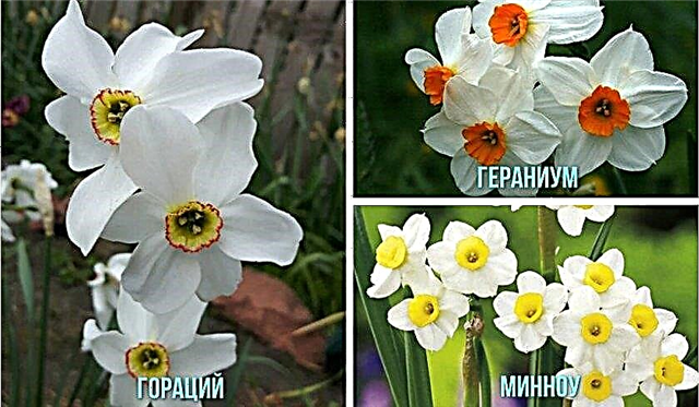 Mount hood, yellow chirfulness, ice fallis and other varieties, pink, white and yellow daffodils, how to care for a room daffodil