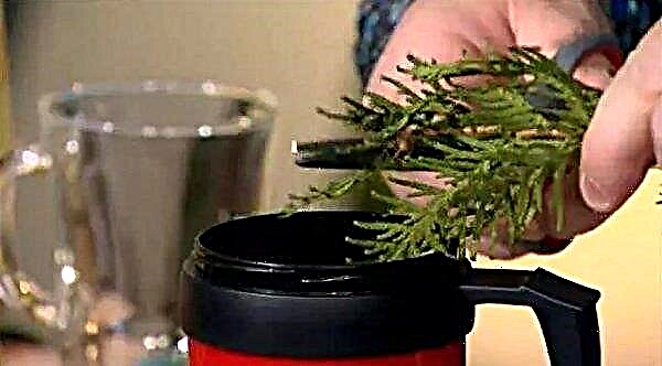 The use of tincture of thuja from green cones and needles: what helps and what heals, cooking with alcohol and vodka