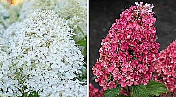 Hydrangea Royal Flower (panicled Royal Flower): description and photo