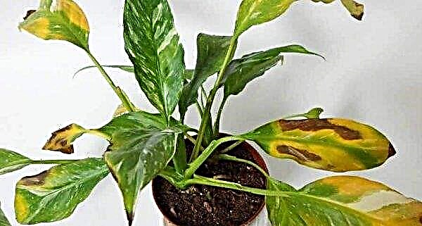 Spathiphyllum: types et variétés avec photos et descriptions, soins à domicile