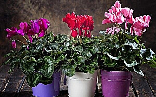 Why cyclamen does not bloom at home: what to do, proper care of the plant
