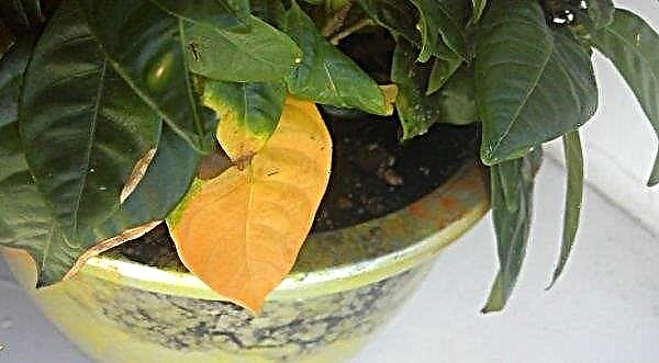 Gardenia jasminartig: Beschreibung, Pflege und Fortpflanzung zu Hause, Pflanzen und Pflanzen, Fotos, Videos, Rezensionen