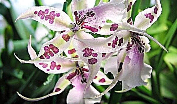 Orchidea Cumbria - foto, cura e riproduzione a casa