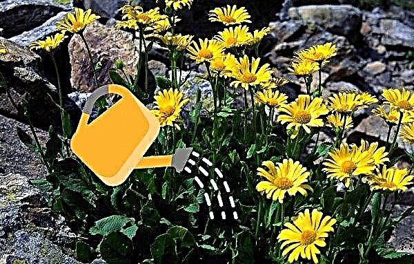 Montagne d'Arnica: quel type de plante est-elle, où pousse-t-elle et à quoi ressemble-t-elle, photo, composition florale