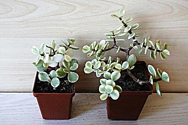 Portulacaria: description and photo of the plant, features of cultivation and care, pruning rules at home