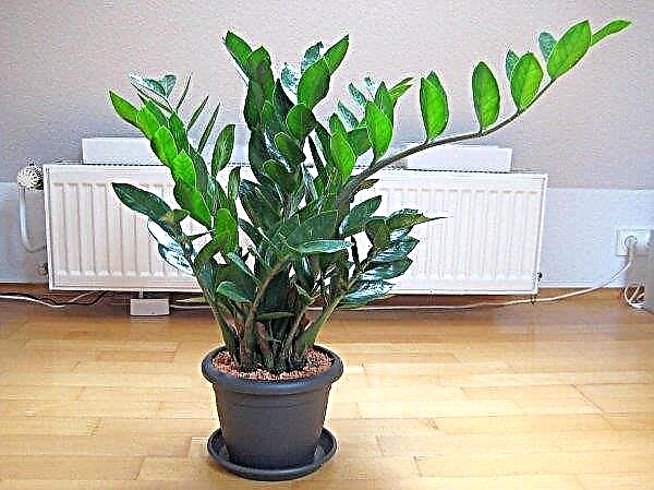 How Zamioculcas blooms at home: how much time and how often, care during flowering, photo