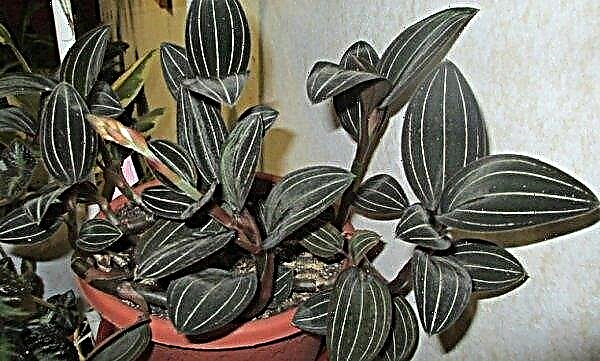 Орхидеја Лудисиа: кућна њега, фотографија, репродукција