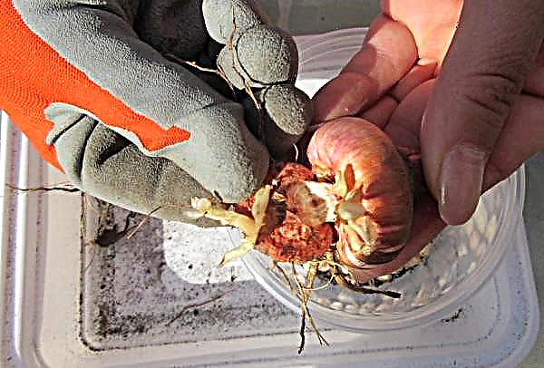 När och hur man gräver gladioli på hösten och hur man lagrar efter att ha grävt hemma på vintern
