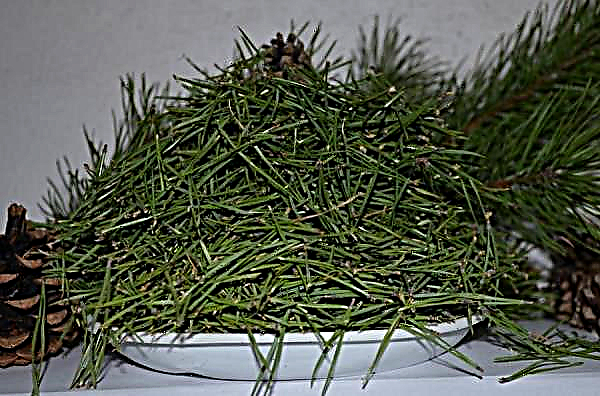 Pine needles in folk medicine: useful and medicinal properties, contraindications, tea and decoctions of pine needles