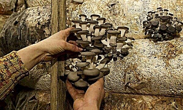 Growing mushrooms at home for beginners: where to start