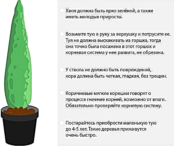 How to grow thuja: care and cultivation in the garden in the open ground, when it is better to plant in the country
