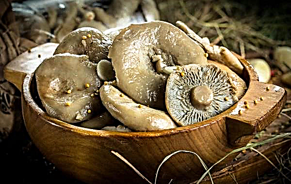 Mushroom Serushka, photo and description. Mushroom paths: edible or poisonous
