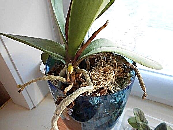 Why the orchid has dried flower stalk: the main reasons for what to do in this case, when you need to cut it