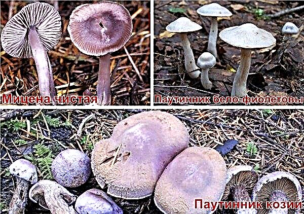 The rowing is purple: edible or not, how to cook, useful properties and possible harm from the mushroom, photo and description