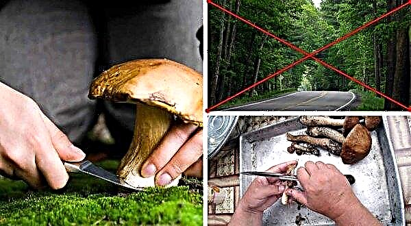 Where and when to collect porcini mushrooms in the suburbs, mushroom places and the harvest season