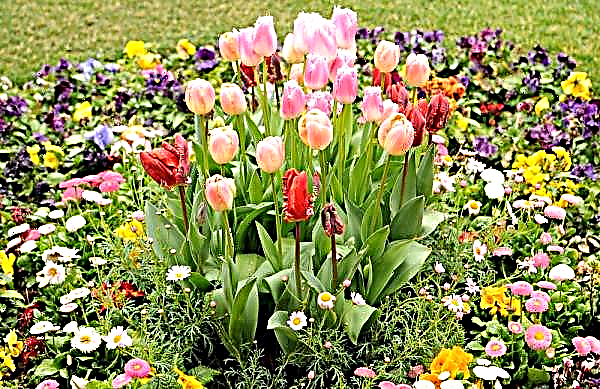 Tulip Miranda (Miranda): descrição e foto da planta, suas características crescentes, uso no paisagismo