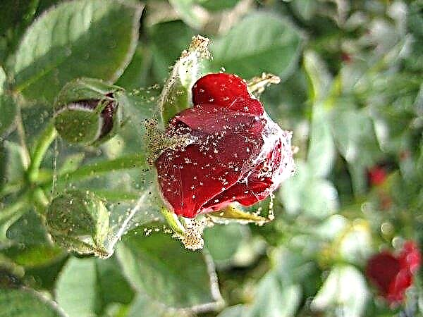 Rosa Scarlet: beskrivning och klassificering av sorter, plantering och vård, foto