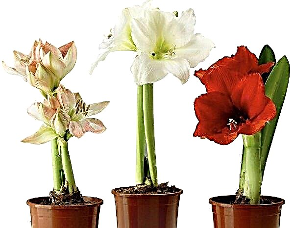 Amaryllis and hippeastrum: main differences, care recommendations, photos, videos, reviews