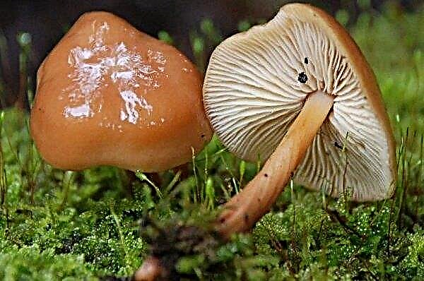 Cogumelos do Prado: uma descrição de como eles se parecem quando aparecem, quando coletar, onde crescem, vermelhidão