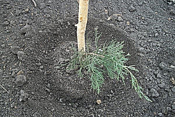 Cypress em uma panela: plantar, como cuidar de uma planta em casa, é possível plantar em uma casa de campo, como transplantar, foto