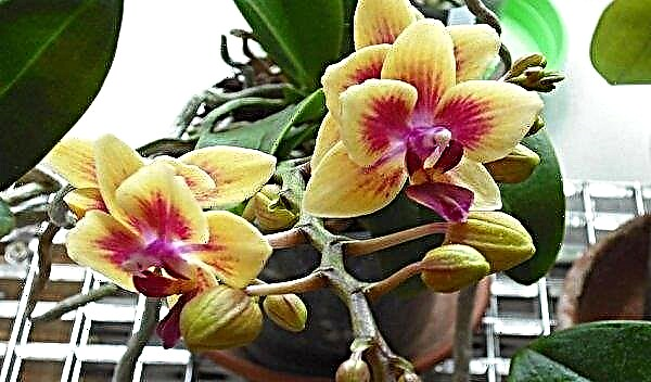 Cultiver des orchidées à partir de graines à la maison: un guide étape par étape, des conditions optimales et des règles de base pour les soins