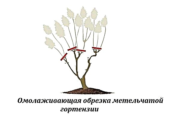 Panicola hortensiei Pinky Promis (Hydrangea paniculata Pinky Promise): fotografie și descriere, îngrijire