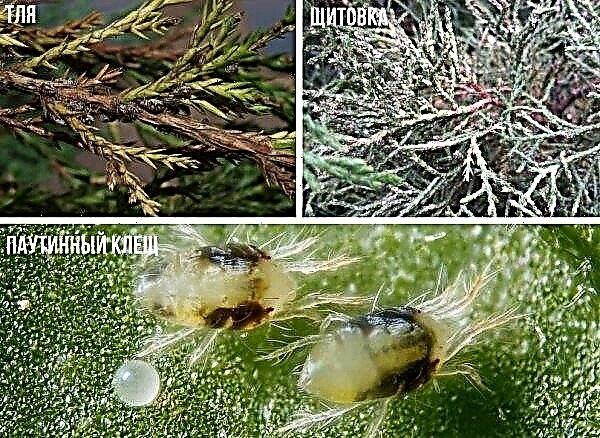 Размножавање стабљике резницама: у јесен, лето и пролеће, брз и једноставан начин код куће, укорењевање резница, како посадити са гране