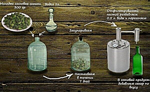 Zelené šišky na mrtvici, před a po: recepty na odvar a tinktury pro vodku, léčba nemoci a prevence, pokud je lepší sbírat