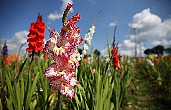 Trips op gladiolen: de strijd tegen hen, dan om gladiolen op trips tijdens de bloei te verwerken, foto