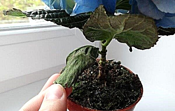 Proč jsou hortenzie suché, vybledlé a odpadlé listy, jak zachránit rostlinu před smrtí, je možné oživit